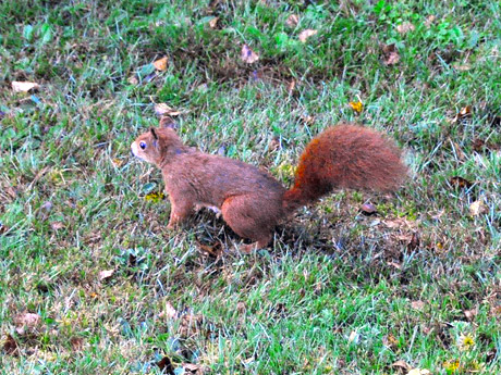 Eichhörnchen können direkt am Haus Faller beobachtet werden.