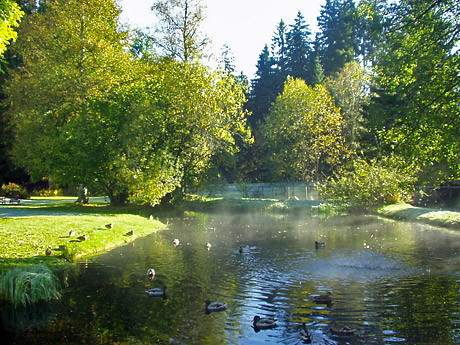 Enten am Teich vom Haus Faller in Hinterzarten