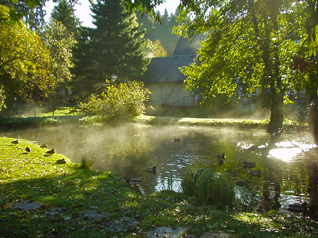 Enten beim Teich des Haus Faller in Hinterzarten