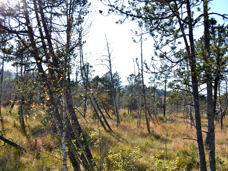 Hochmoor im Schwarzwald