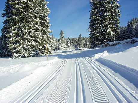 Langlaufspuren in Hinterzarten