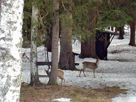 Rehe an der Futterkrippe am Haus Faller in Hinterzarten