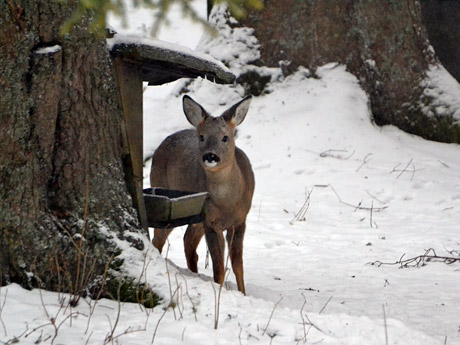 Reh an der Futterkrippe am Haus Faller in Hinterzarten