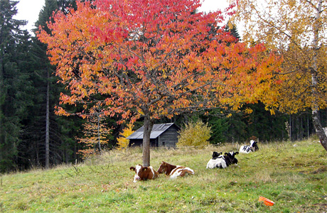Kühe im Herbst auf der Weide