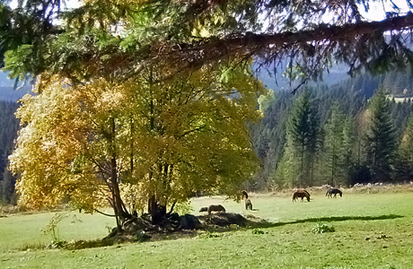 Pferdekoppel bei Hinterzarten