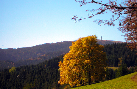 Wiesen und Wälder bei Hinterzarten