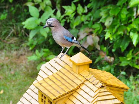 Eichelhäher auf dem Futterhäuschen am Haus Faller in Hinterzarten