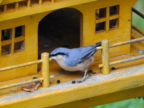 Kleiber auf dem Futterhäuschen am Haus Faller in Hinterzarten