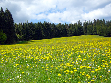 Blumenwiese in Hinterzarten